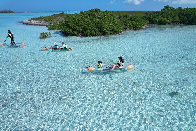 Clear Kayak Eco Tour Explore Mangroves and Meet the Turtles - Mangrove Cay: turtles, conch, jellyfish, and juvenile sharks under your kayak