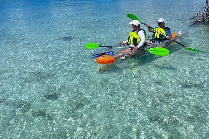 Clear Kayak Eco Tour Explore Mangroves and Meet the Turtles - Wildlife-spotting tips that actually help (especially in clear water)