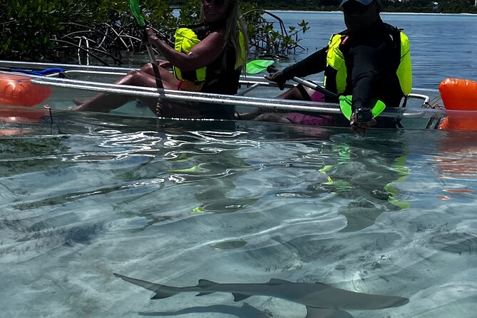 Clear Kayak Eco Tour Explore Mangroves and Meet the Turtles - What to bring and what’s included in the $112