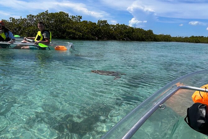 Clear Kayak Eco Tour Explore Mangroves and Meet the Turtles - Price check: is $112 good value for this mangrove wildlife show?