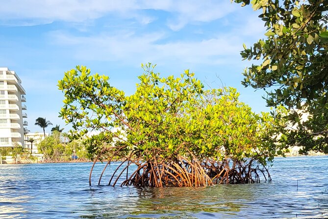 Clear Kayak Eco Tour in Jupiter, Florida - North On The Indian River: Mangroves, Sandbars, and Quiet Water
