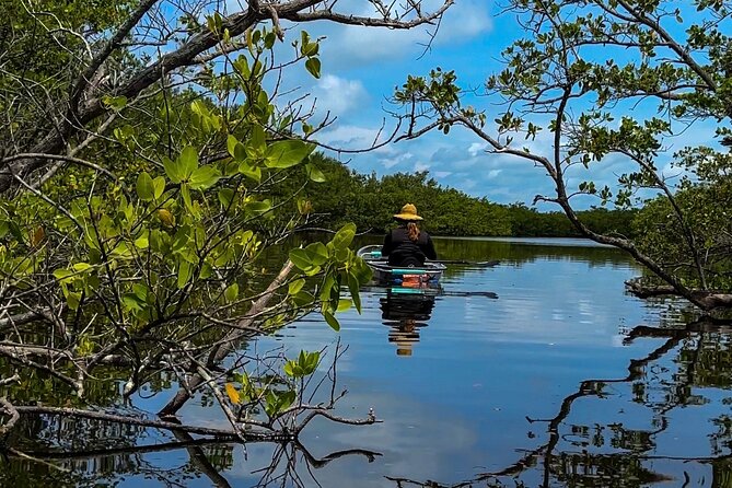 Clear Kayak Ecotour at Robinson Preserve in Bradenton, Florida - Stop 1: Robinson Nature Preserve and the Mangrove “Moving Window”