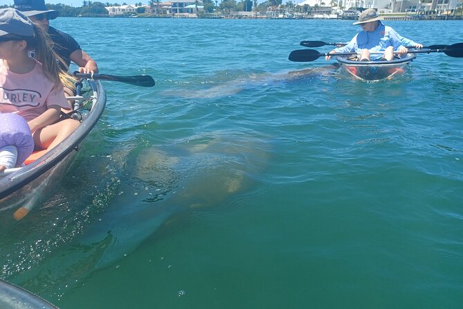 Clear Kayak Glass Bottom Day Tour - Anna Maria Island - The guide factor: how the best trips feel guided, not lectured