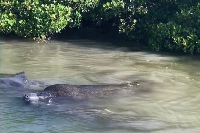 Clear Kayak Guided Eco Tour in North Naples - Guide Experience, Photos, and Small-Group Attention