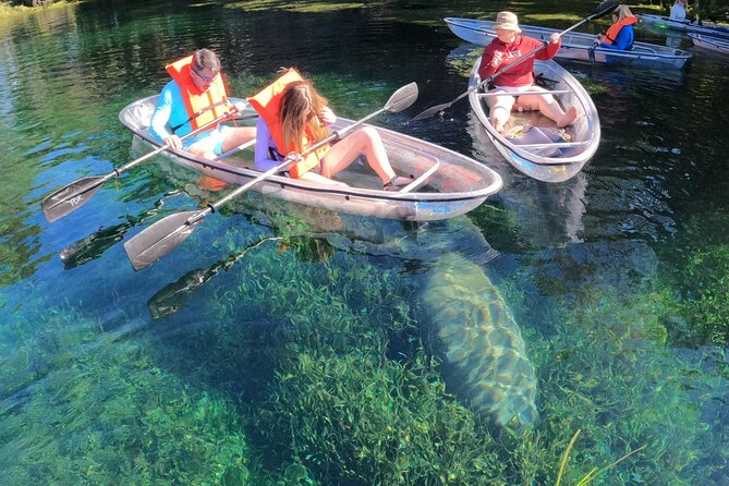Clear Kayak Manatee Ecotour of Crystal River - Wildlife Viewing Through the Kayak Floor: What You Can Expect