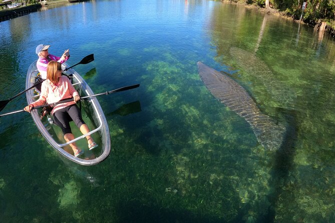 Clear Kayak Manatee Ecotour of Crystal River - Price and Logistics: The Real Cost Beyond the $79