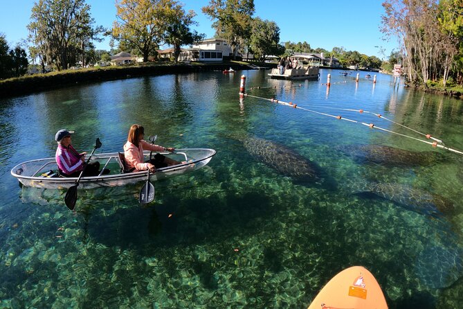 Clear Kayak Manatee Ecotour of Crystal River - What to Bring (So You Don’t Waste Your First 10 Minutes)