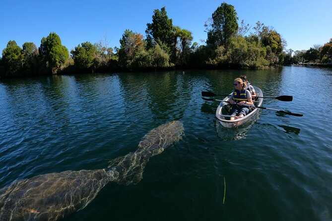 Clear Kayak Manatee Ecotour of Crystal River - Who This Clear Kayak Manatee Tour Fits Best