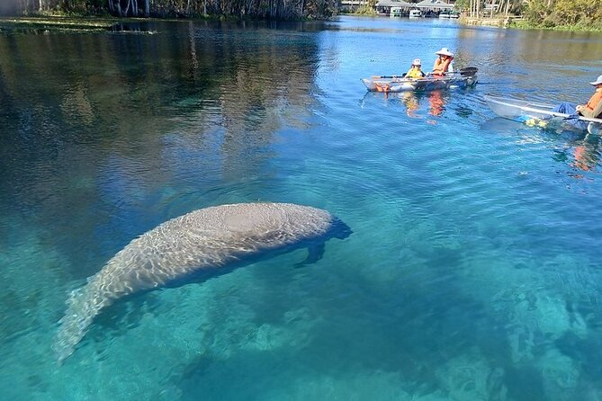 Clear Kayak or Paddleboard Manatee Adventure - Key things that make this tour worth your time
