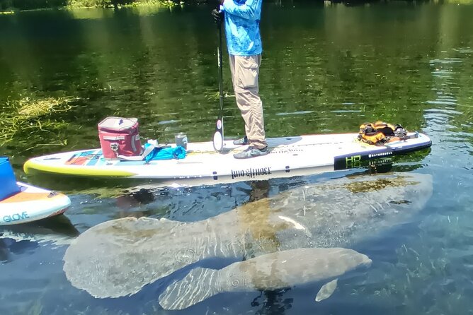 Clear Kayak or Paddleboard Manatee Adventure - Stop by stop: the Silver Springs State Park experience (and its tradeoffs)