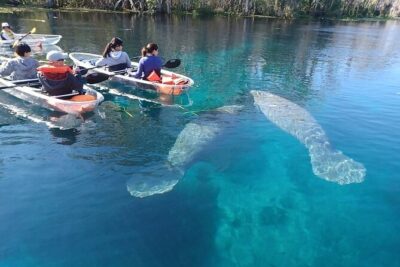 Clear Kayak or Paddleboard Manatee Adventure - Fort King paddle trail: how the route works and what to expect