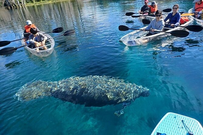 Clear Kayak or Paddleboard Manatee Adventure - Wildlife reality check: manatees, monkeys, turtles, alligators, and otters