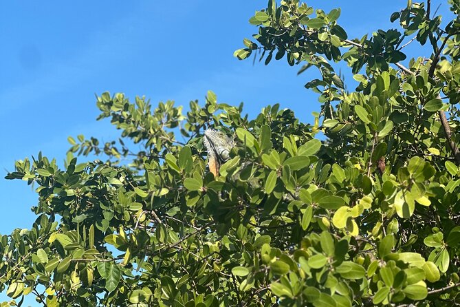 Clear Kayak Peanut Island Guided Tour Palm Beach Singer Island - Who Should Book This Clear Kayak Peanut Island Tour