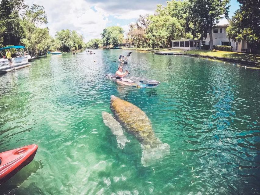 Clear Kayak Three Sisters Springs Ecotour of Crystal River - What Wildlife Looks Like from a Clear Kayak