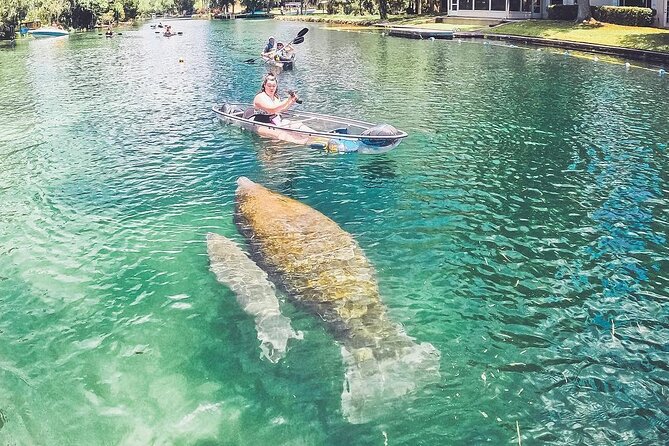 Clear Kayak Three Sisters Springs & Manatee Tour Of Crystal River - Guides Make the Day: Jax, Kyle with a Smile, Cypress, Monica, Kevin
