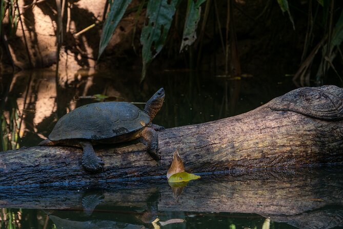 Clear Kayak Tour at Punta Uva - The river paddle in a clear kayak: what you can realistically see