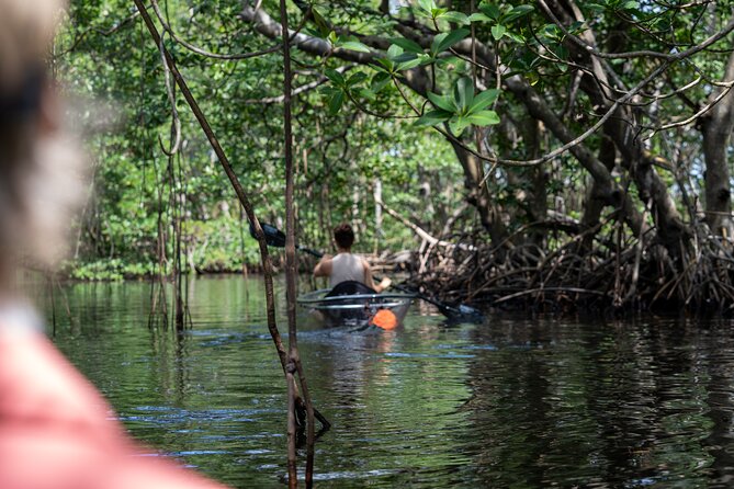 Clear Kayak Tour in North Miami Beach - Mangrove Tunnels - Why a Clear-Bottom Kayak Changes Everything in the Mangroves