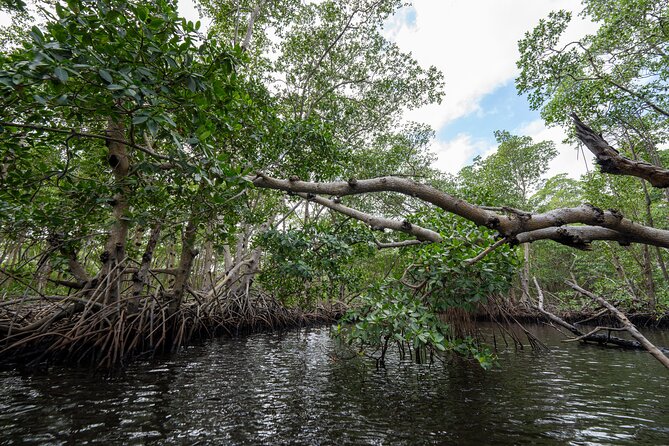 Clear Kayak Tour in North Miami Beach - Mangrove Tunnels - Meeting Point, Getting There, and What to Bring