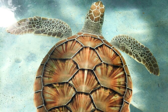 Clear Kayak Tour in Turks & Caicos Islands - Grace Bay Timing, Paddling Pace, and the Small-Group Advantage