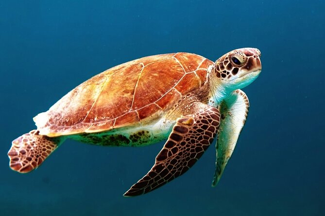 Clear Kayak Tour in Turks & Caicos Islands - Stop 1: Mangrove Cay National Park Wildlife Spotting (Turtles to Lemon Sharks)