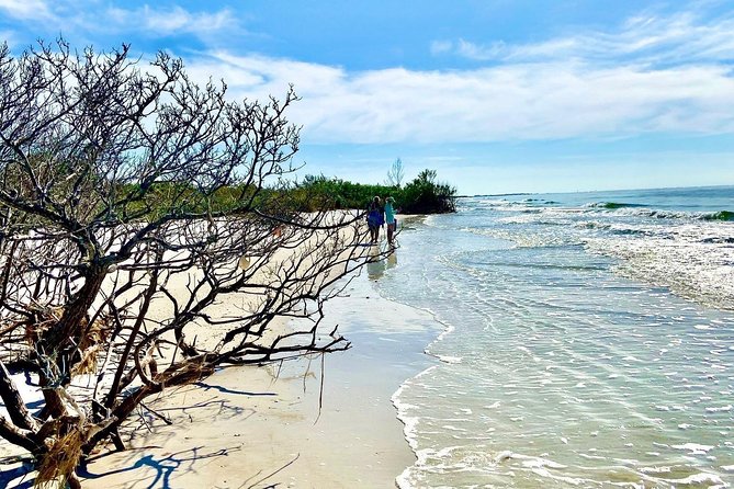 Clear Kayak Tour of Shell Key Preserve and Tampa Bay Area - Mangrove route: shallows, wildlife, and that hidden tunnel moment