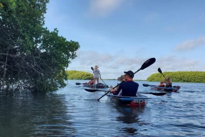 Clear Kayak Tour of Shell Key Preserve and Tampa Bay Area - Tandem kayaks, small groups, and the real fitness level