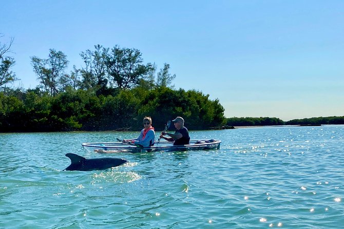 Clear Kayak Tour of Shell Key Preserve and Tampa Bay Area - Photo stops that don’t feel like forced tourism