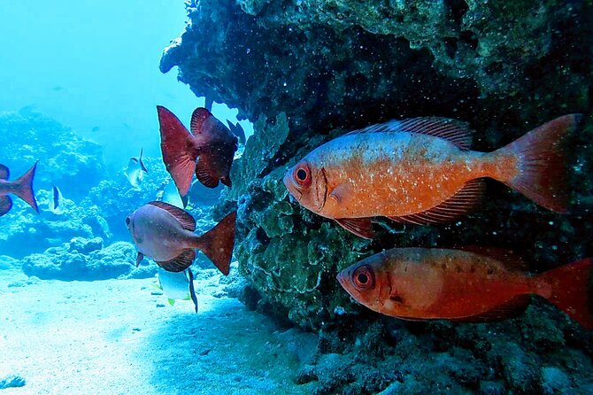Clear Kayak Tour with Pontoons and Optional Snorkeling-Unlimited - Who should book this kayak and snorkeling tour