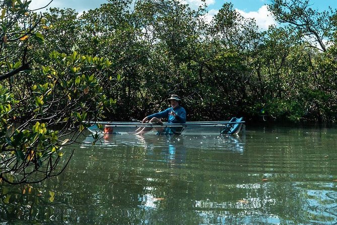 Clear Kayak Tours in Fort Pierce - Wildlife Spotting: What You Can See (and How Guides Increase Your Chances)