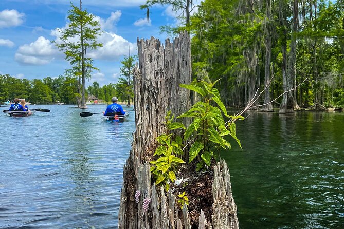 Clear Kayaking Eco Adventure Tour in Marianna - Florida Caverns State Park and Blue Springs Recreational Park: Why They Matter on This Day Trip