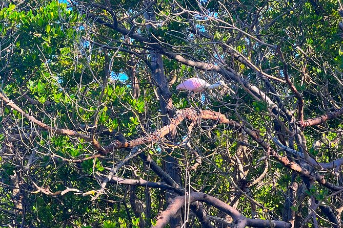 Clear/Standard Kayak Self Guided Island EcoTour Bonita Springs! - Gear That Actually Improves Your Kayak Time