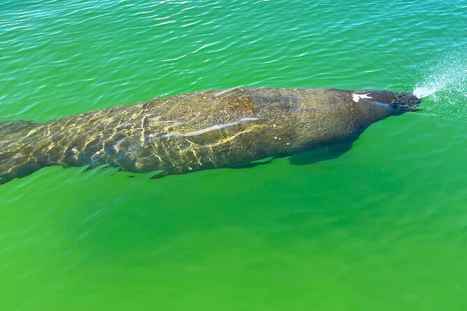 Clear/Standard Kayak Self Guided Island EcoTour Bonita Springs! - Paddling Big Hickory: What the Route Feels Like