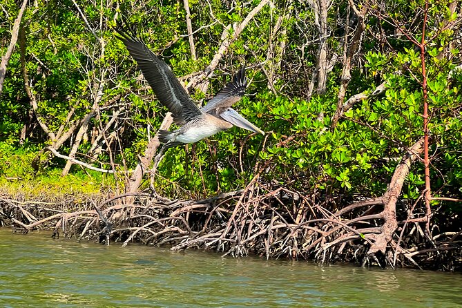 Clear/Standard Kayak Self Guided Island EcoTour Bonita Springs! - The Kayak-Only Beach Stop and Why It Matters