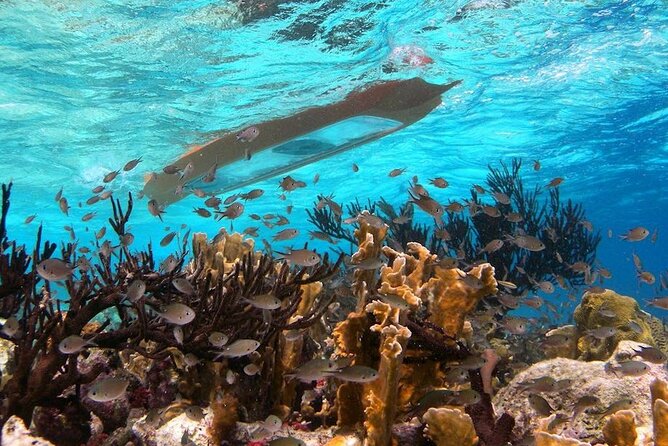 Clearbottom Mangrove Kayak & Snorkel tour - Price, marine park fees, and what $59 really includes