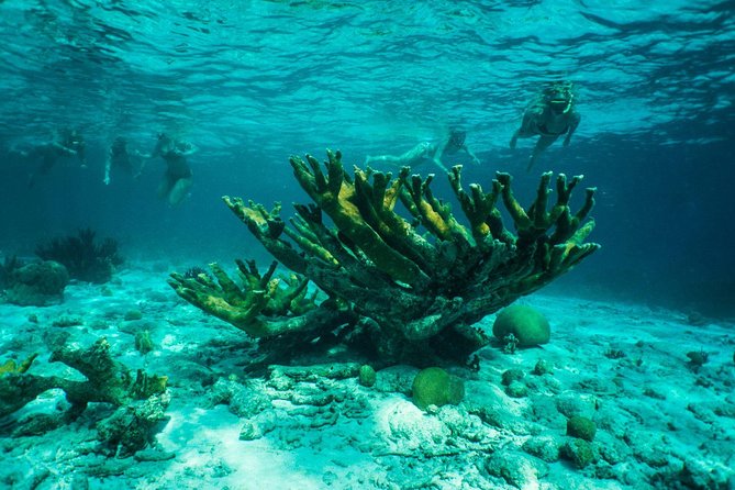 Clearbottom Mangrove Kayak & Snorkel tour - The mangrove paddle: calm water, clear-bottom views, and real local guidance