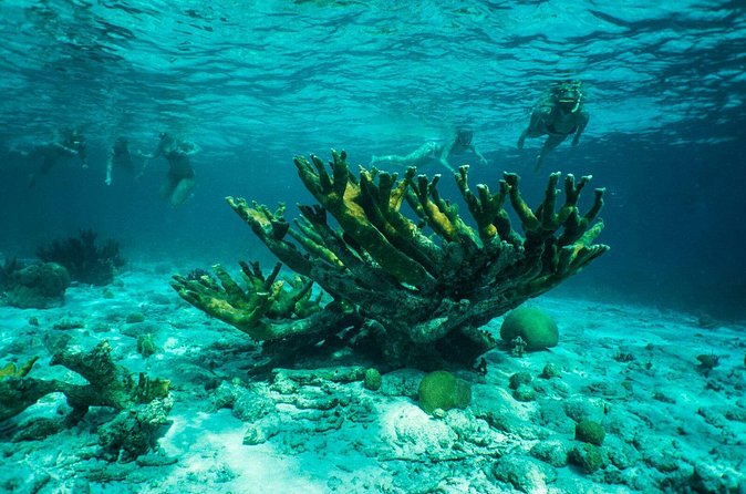 Clearbottom Mangrove Kayak & Snorkel tour - Snorkeling in mangrove tunnels: what to expect and how to set your hopes