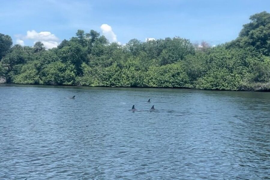 Cocoa Beach: Dolphin and Manatee Kayak or Paddle Tour - Cocoa Beach waterways: why this paddle feels more real than a boat cruise