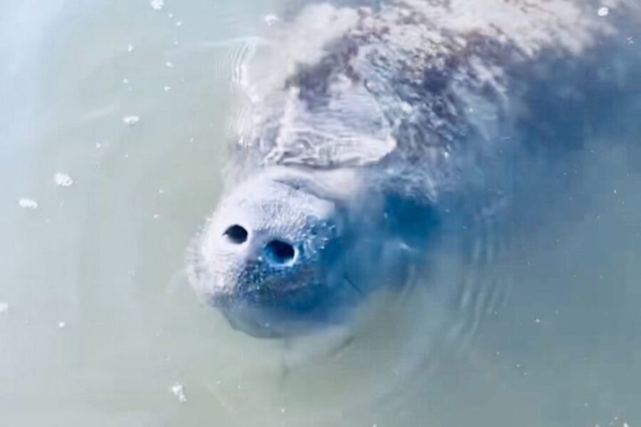 Cocoa Beach: Dolphin and Manatee Kayak or Paddle Tour - Meeting at 4800 Tom Warriner Blvd: simple logistics that can make or break your timing