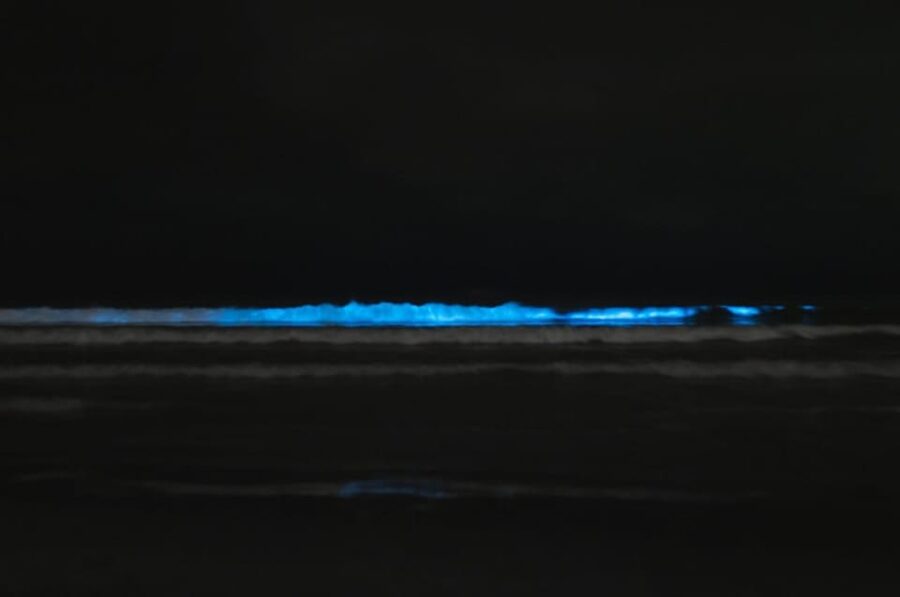 Cocoa Beach/Merritt Island:Bioluminescent kayak tour - Price and value check: is $63 per person fair for a night bioluminescence tour?