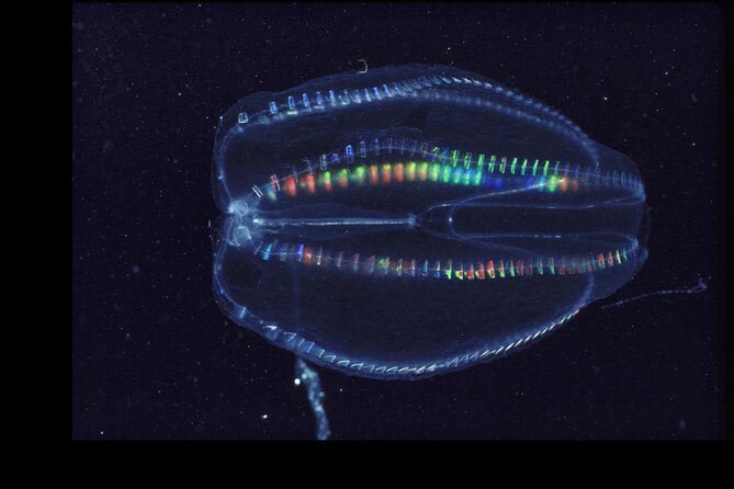 Comb Jelly Bioluminescence Clear Kayak Glow Tour - Key things to know before you go