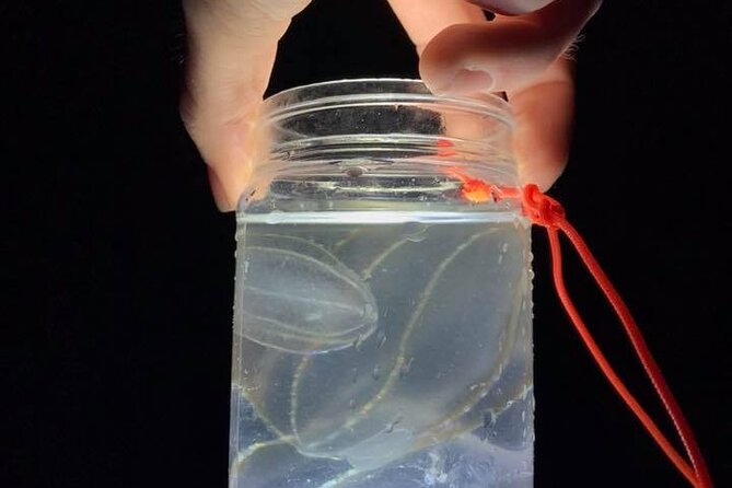 Comb Jelly Bioluminescence Kayak Tour - Meeting point details and why the location can change