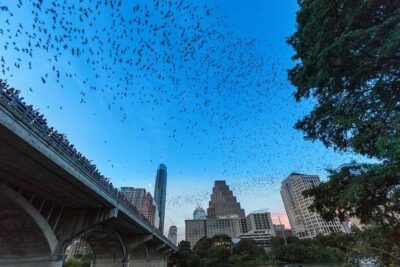 Congress Avenue Bat Bridge Kayak Tour in Austin - The bat bridge moment: millions of Mexican free-tailed bats, right above you