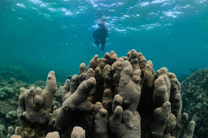 Coral By Kayak - Ningaloo Reef Half Day Kayak & Snorkel Tour - What this tour really feels like on the Ningaloo Reef