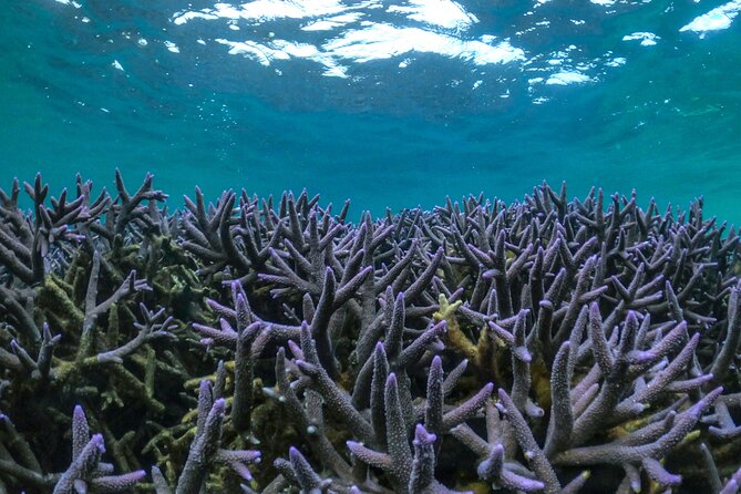 Coral By Kayak - Ningaloo Reef Half Day Kayak & Snorkel Tour - Morning pickup and the NW Cape drive: why the timing matters