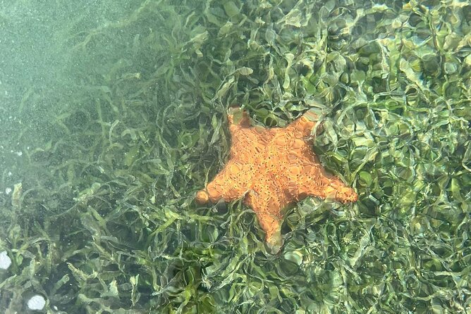 Crystal Kayak & Snorkel Eco Tour (with transfer) - Who should book this tour (and who might want a Plan B)
