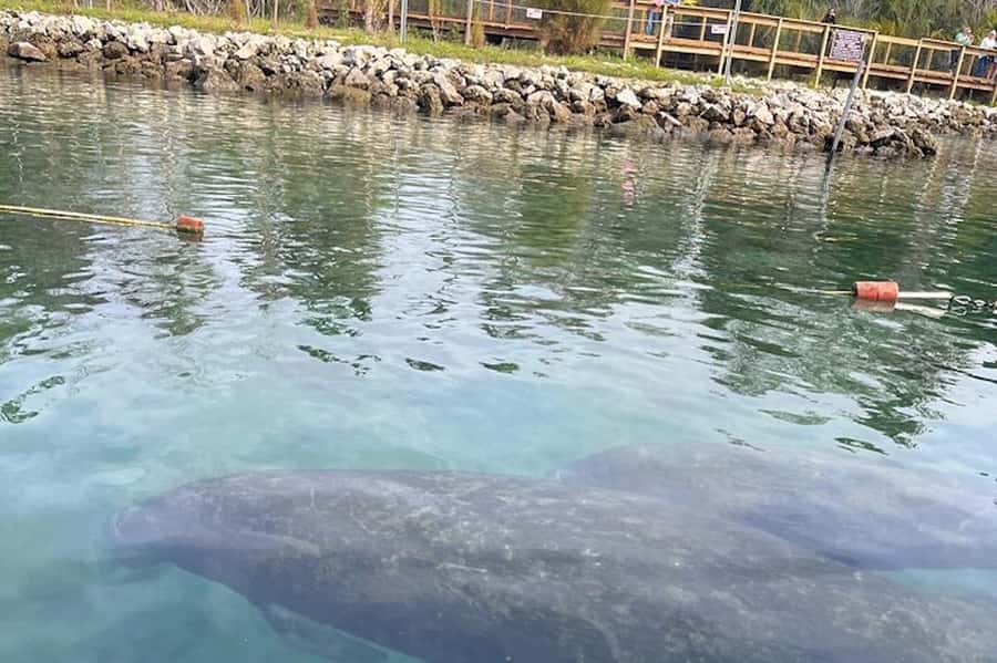 Crystal River: Guided Kayak Tour with Manatee Encounters - Key things you’ll remember