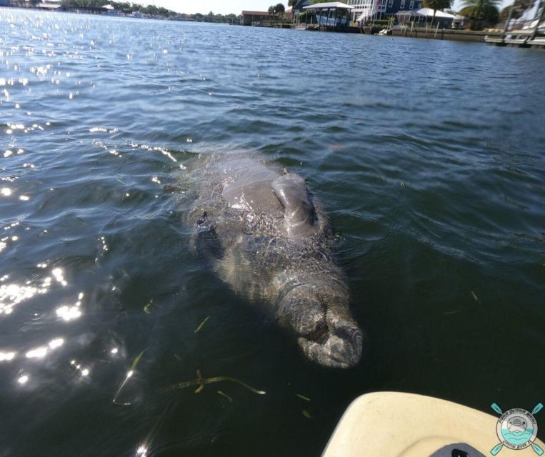 Crystal River: Kayak Rental - Cost and value: what $40 covers and what you should budget