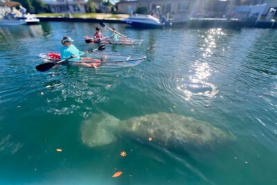 Crystal River: Three Sisters Manatee Clear Kayak Tour Free Photos - Clear kayak magic: seeing fish and manatees below the surface