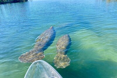 Crystal River Three Sisters Springs and Manatee Clear Kayak Tours - Choose your season: Three Sisters Springs vs manatee season dates
