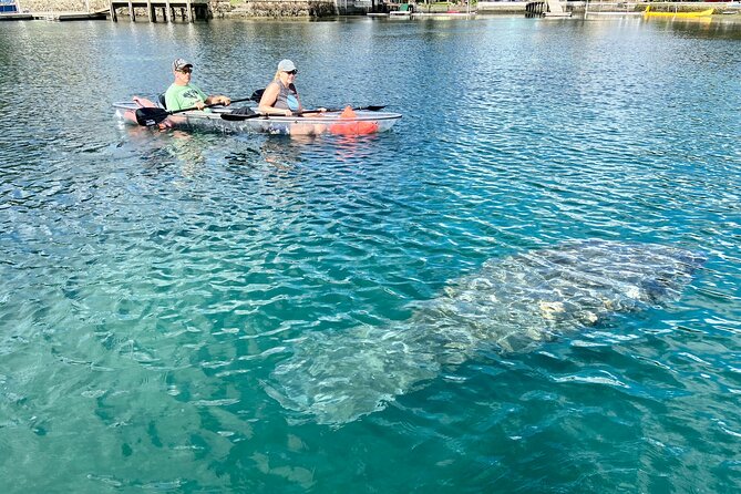 Crystal River Three Sisters Springs and Manatee Clear Kayak Tours - Clear kayak reality check: water clarity varies